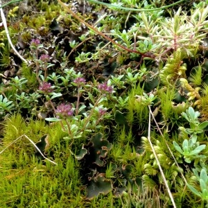 Photographie n°2321179 du taxon Thymus longicaulis C.Presl [1826]