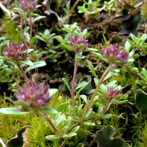 Photographie n°2321180 du taxon Thymus longicaulis C.Presl [1826]