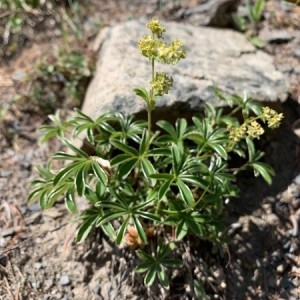 Photographie n°2321198 du taxon Alchemilla alpina L. [1753]