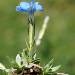 Photographie n°2321224 du taxon Gentiana verna L. [1753]