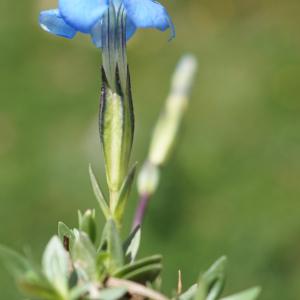 Photographie n°2321225 du taxon Gentiana verna L. [1753]