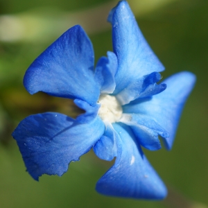 Photographie n°2321226 du taxon Gentiana verna L. [1753]