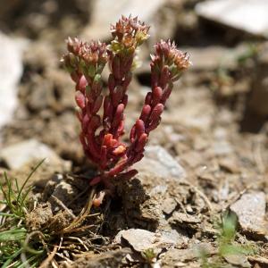 Photographie n°2321243 du taxon Sedum atratum L. [1763]