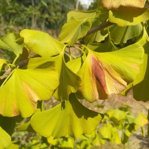 Photographie n°2321255 du taxon Ginkgo biloba L. [1771]