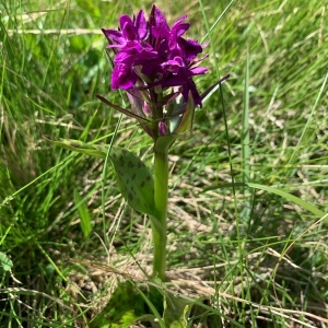 Photographie n°2321270 du taxon Dactylorhiza majalis (Rchb.) P.F.Hunt & Summerh. [1965]