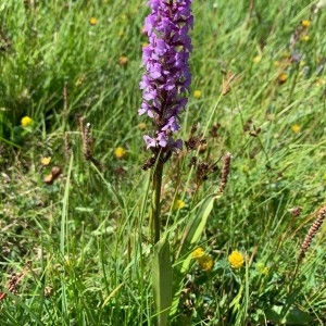 Photographie n°2321272 du taxon Gymnadenia conopsea (L.) R.Br. [1813]