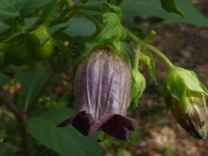 Anny Raim, le 22 juillet 2019 (Les Plans d'Hotonnes, 01260 Haut-Valromey, France (Le gros Hêtre 1100m))
