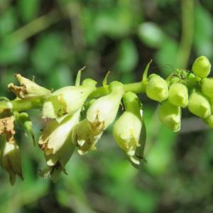 Photographie n°2321305 du taxon Digitalis lutea L. [1753]