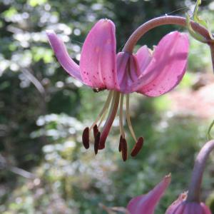 Photographie n°2321307 du taxon Lilium martagon L.