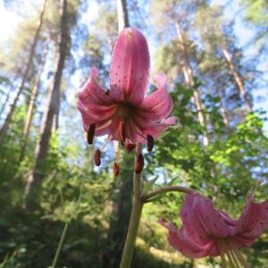 Photographie n°2321309 du taxon Lilium martagon L.