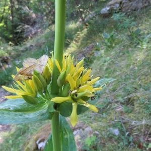 Photographie n°2321313 du taxon Gentiana lutea L. [1753]