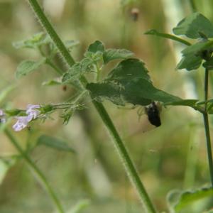 Photographie n°2321377 du taxon Calamintha nepeta (L.) Savi [1798]