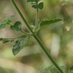 Photographie n°2321378 du taxon Calamintha nepeta (L.) Savi [1798]