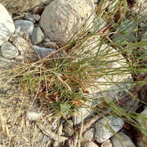 Photographie n°2321384 du taxon Dianthus scaber Chaix [1785]