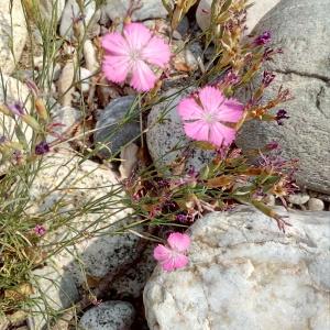 Photographie n°2321385 du taxon Dianthus scaber Chaix [1785]