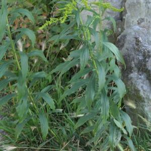 Photographie n°2321394 du taxon Solidago canadensis L. [1753]