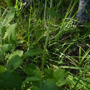 Photographie n°2321448 du taxon Buphthalmum salicifolium L. [1753]