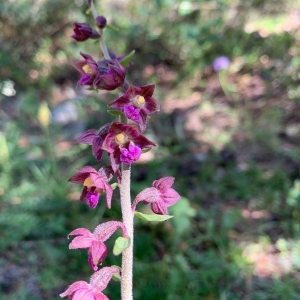 Photographie n°2321483 du taxon Epipactis atrorubens (Hoffm.) Besser [1809]