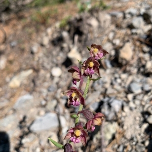 Photographie n°2321502 du taxon Epipactis atrorubens (Hoffm.) Besser [1809]