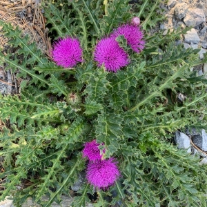 Photographie n°2321508 du taxon Cirsium acaulon (L.) Scop. [1769]