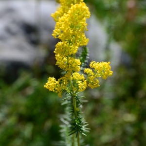 Photographie n°2321515 du taxon Galium verum L. [1753]