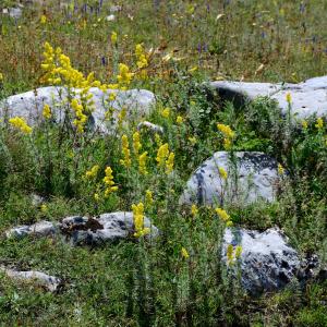 Photographie n°2321517 du taxon Galium verum L. [1753]