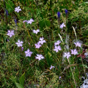 Photographie n°2321519 du taxon Dianthus hyssopifolius L. [1755]