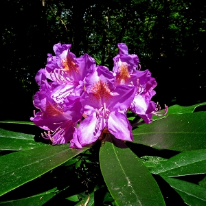  - Rhododendron ponticum L. [1762]