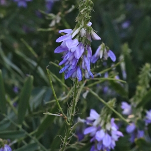 Photographie n°2321549 du taxon Galega officinalis L. [1753]