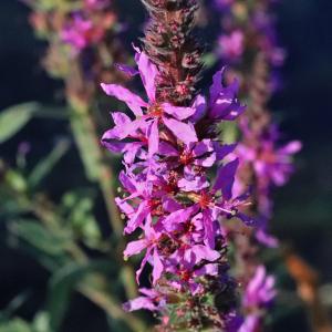 Photographie n°2321560 du taxon Lythrum salicaria L. [1753]