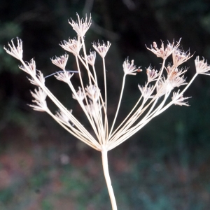 Photographie n°2321612 du taxon Ridolfia segetum (Guss.) Moris [1842]