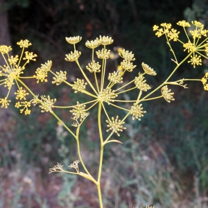 Photographie n°2321614 du taxon Ridolfia segetum (Guss.) Moris [1842]