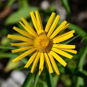 Photographie n°2321651 du taxon Buphthalmum salicifolium L.