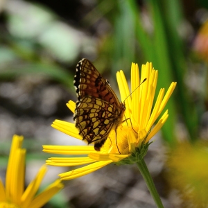 Photographie n°2321652 du taxon Buphthalmum salicifolium L.