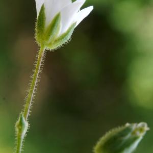 Photographie n°2321701 du taxon Minuartia rubra (Scop.) McNeill [1963]