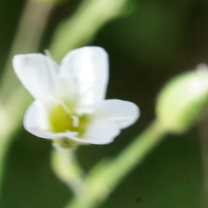 Photographie n°2321702 du taxon Minuartia rubra (Scop.) McNeill [1963]