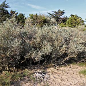 Photographie n°2321708 du taxon Atriplex halimus L. [1753]