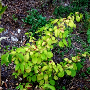 Photographie n°2321794 du taxon Viburnum L. [1753]