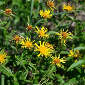 Pentanema salicinum (L.) D.Gut.Larr., Santos-Vicente, Anderb., E.Rico & M.M.Mart.Ort. (Inule à feuilles de saule)