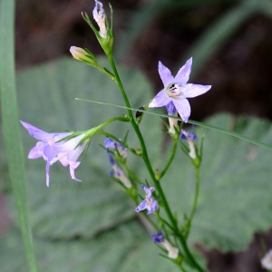 Photographie n°2321825 du taxon Campanula rapunculus L. [1753]