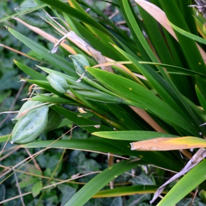 Photographie n°2321829 du taxon Iris foetidissima L. [1753]