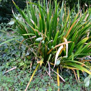 Photographie n°2321830 du taxon Iris foetidissima L. [1753]