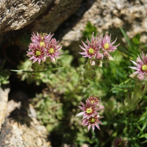 Photographie n°2321865 du taxon Sempervivum montanum L. [1753]