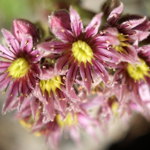 Photographie n°2321866 du taxon Sempervivum montanum L. [1753]