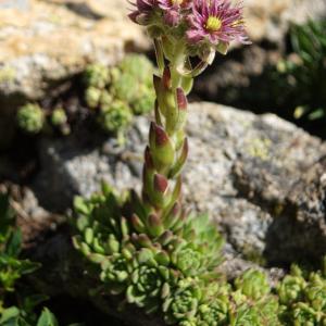 Photographie n°2321875 du taxon Sempervivum montanum L. [1753]