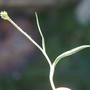 Photographie n°2321892 du taxon Ranunculus pyrenaeus L. [1771]