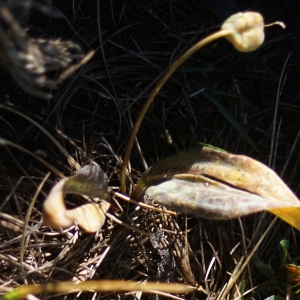 Photographie n°2321918 du taxon Erythronium dens-canis L.