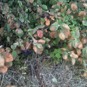 Photographie n°2321973 du taxon Viburnum lantana L. [1753]