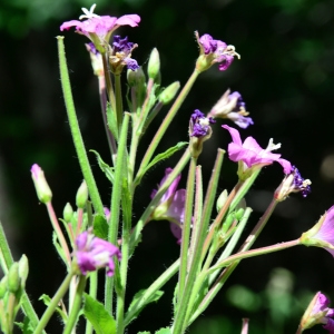 Photographie n°2321981 du taxon Epilobium hirsutum L. [1753]