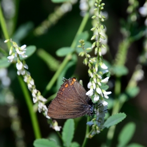 Photographie n°2321984 du taxon Trigonella alba (Medik.) Coulot & Rabaute [2013]